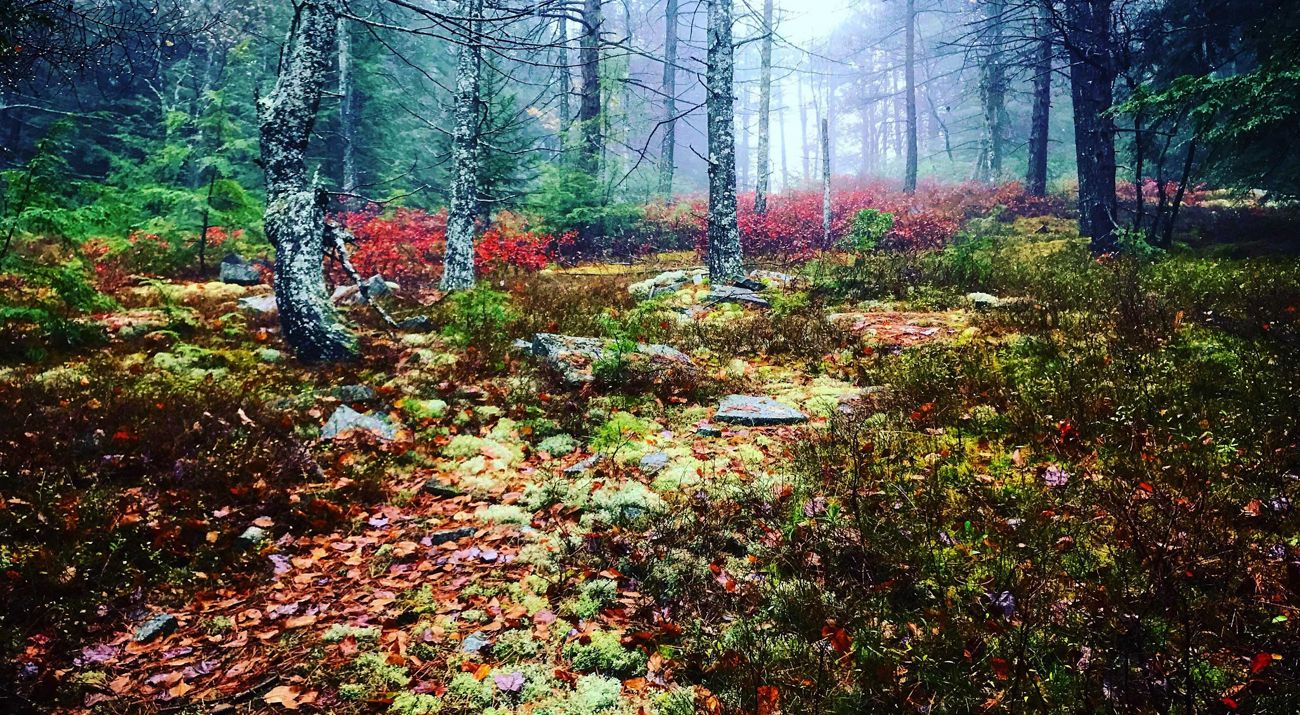 Vermont mountain landscape with green forests